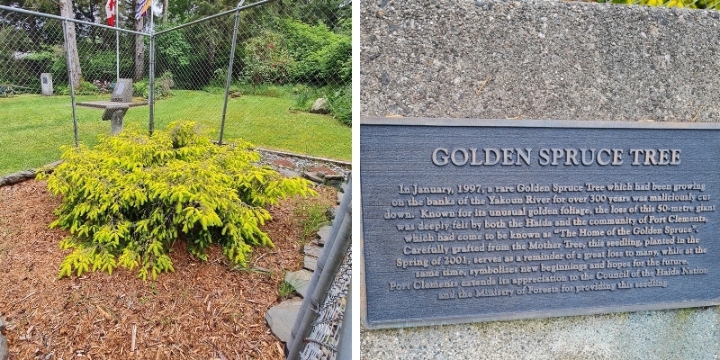 A short yellow shrub of spruce branches sticks out of the ground. A description of the felling of the golden spruce tree on a plaque.